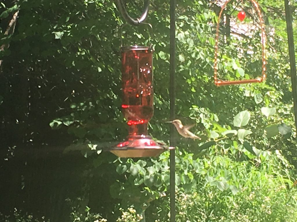 5 REASONS WHY I LOVE MY MORE BIRDS HUMMINGBIRD FEEDER | LEARNING LIFE'S ...